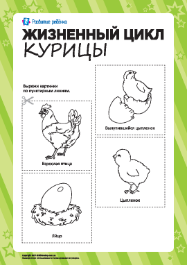 Раскраска «Жизненный цикл курицы» 