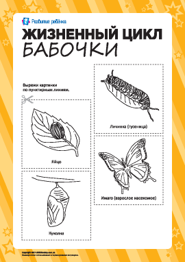 Раскраска «Жизненный цикл бабочки»