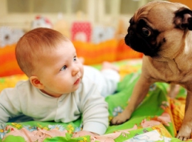 Грудной ребенок и собака: правила адаптации