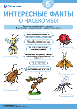 Узнаем интересные факты о насекомых